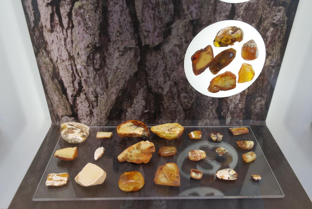 Dzintara akmeņu kolekcija lietuvas dzintara muzejā.